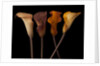 Four calla lilies by Assaf Frank